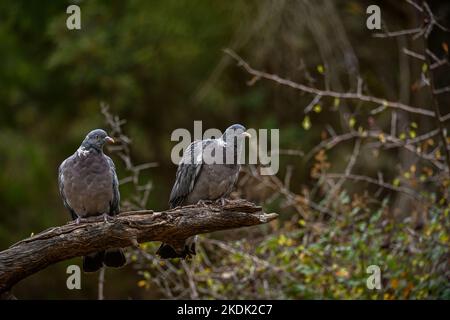 Paire de pigeons en bois, perchés sur la branche d'un arbre sec. Banque D'Images