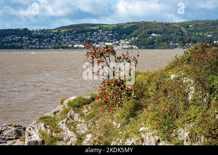 Un brousse de Whitebeam qui pousse sur les falaises de Park point, Arnside en direction de Grange-over-Sands, Cumbria, Royaume-Uni. Banque D'Images