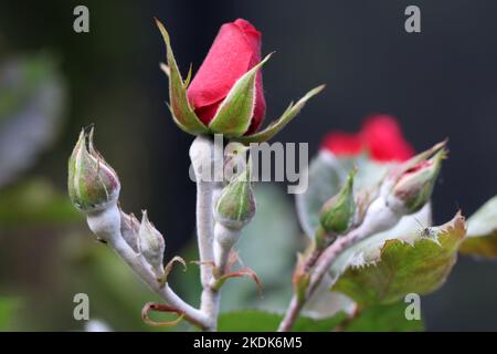 Maladie fongique oïdium sur une fleur de rose. Plaque blanche sur les feuilles et les tiges. Gros plan. Banque D'Images