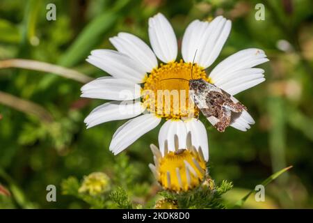 Acontia lucida, Pale Shoulder Moth avec espace de copie et un fond naturel en mode paysage Banque D'Images