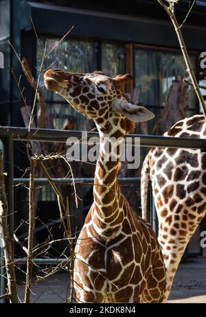 Une girafe mange Banque D'Images