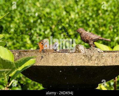 Un Robin prenant un bain d'oiseau, Chipping, Preston, Lancashire, Royaume-Uni Banque D'Images