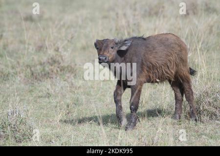 Buffle du Cap (Syncerus caffer). Jeune veau Banque D'Images