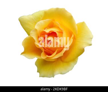 Magnifique rose jaune fleurie isolée sur fond blanc Banque D'Images