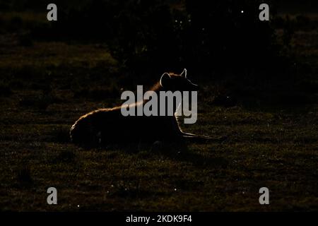 Une hyène adulte tachetée (Crocuta crocuta) prise en silhouette juste après l'aube. Banque D'Images