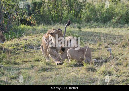 Deux oursons bien cultivés (Panthera leo), joueuses, qui leur permettent de pratiquer les compétences dont ils auront besoin à l'avenir Banque D'Images
