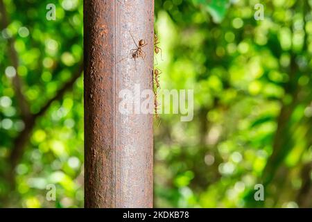 Les fourmis rouges marchant sur un poteau de fer sur un fond de nature. Banque D'Images