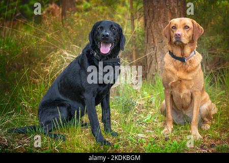 Fox Red Labrador et un Labrador noir assis dans la forêt Banque D'Images