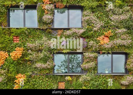 Extérieur d'un bâtiment vert durable recouvert de plantes suspendues verticales en fleurs Banque D'Images