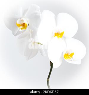 Image clé haute de trois fleurs d'orchidées avec des pétales blancs et une tige sombre. Banque D'Images