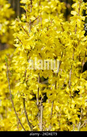 Forsythia × Intermedia week end, Courtalyn forsythia, Forsythia x Intermedia week-end. Forsythia jaune Banque D'Images