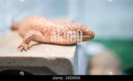 Slink bleu-tongué de Merauke Tiliqua gigas evanescens connu sous le nom de Slink bleu-tongué pâle ou de la sous-espèce de Slink géant bleu-tongué de Tiliqua en Indonésie Banque D'Images