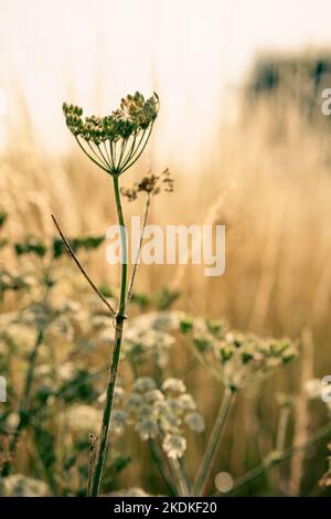 Herbes d'été avec une faible profondeur de champ Banque D'Images