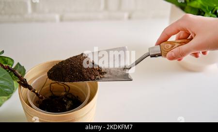 Une femme fleuriste verse le sol pour planter des plantes ficus lyrata bambino dans un pot de fleurs. Plantation d'une maison, fond de mur de brique blanche Banque D'Images