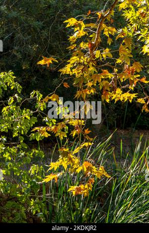 Le feuillage doré de l'arbre sycomore à la lumière du soleil. Chute de feuilles d'automne en Israël Banque D'Images