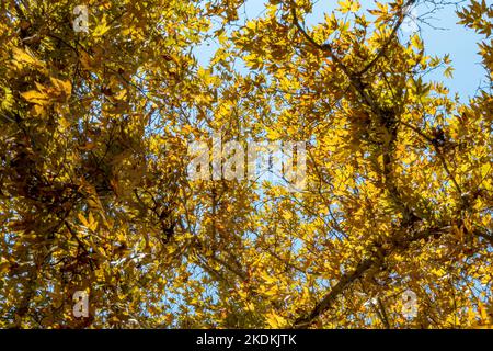 Le feuillage doré de l'arbre sycomore à la lumière du soleil. Chute de feuilles d'automne en Israël Banque D'Images