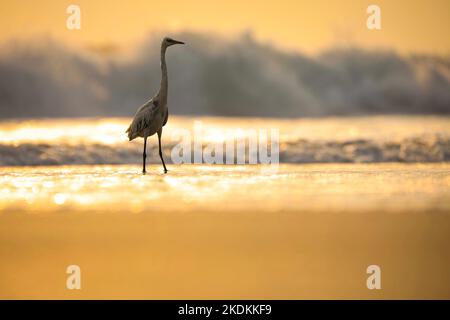 Magnifique oiseau d'aigrette blanc sur l'eau de l'océan pendant le coucher du soleil sur fond de nature. Effet de flou du bokeh chaud et lumineux, reflet de la lumière sur l'eau. Photographie de l'heure d'or. Banque D'Images