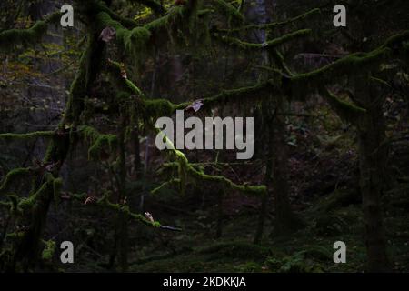 Les arbres effrayants de Reelig Glen, Inverness Banque D'Images