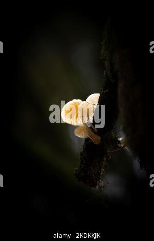 Champignons poussant à Reelig Glen près d'Inverness. Banque D'Images