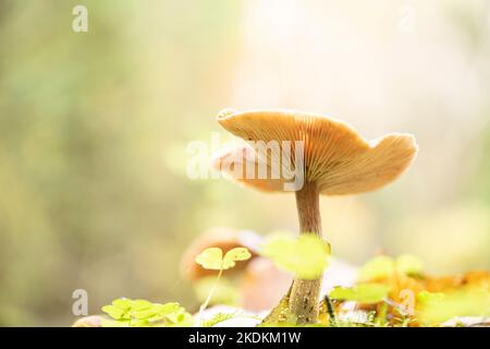 Champignons poussant à Reelig Glen près d'Inverness. Banque D'Images