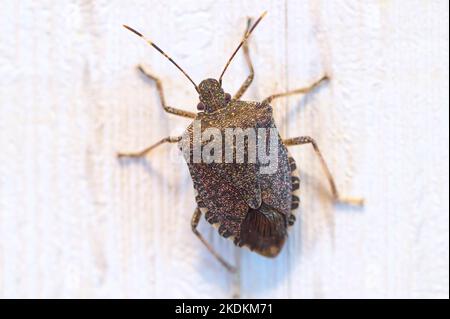 Insecte brun marmoré (Halyomorpha halys) gros plan d'un ravageur envahissant sur le papier peint à l'intérieur d'une maison, Maple Ridge, B. C., Canada. Banque D'Images