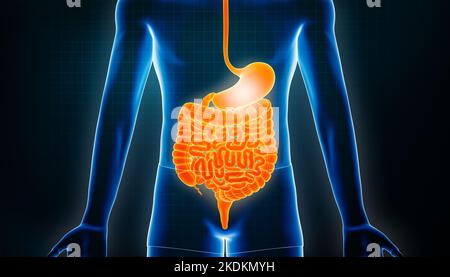 Illustration du rendu du tractus intestinal 3D. Vue antérieure ou avant du système digestif ou des entrailles. Inflammation ou infection de l'estomac, anatomie Banque D'Images