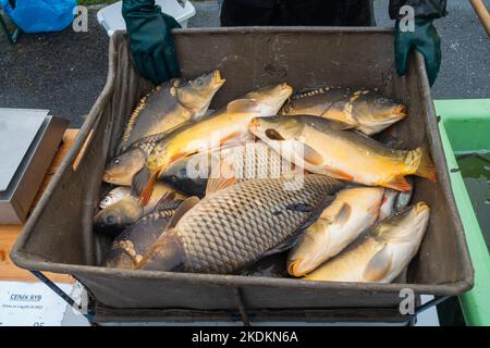Les pêcheurs ont vendu le poisson alors qu'ils pêchaient à l'extérieur de l'étang à Lipnik, dans la région de Vysocina, sur 28 octobre 2022. Les pêcheurs tchèques transportent les étangs de septembre à novembre Banque D'Images