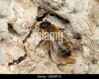 Red Mason Bee, Solitary Bee, Osmia rufa, Osmia bicornis, reposant sur une colonie au bord de la falaise Norfolk avril Banque D'Images