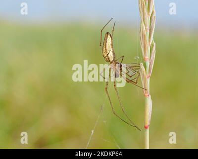 Araignée Orb weaver longue à mâchoires, Tetragnatha extensa, adulte sur la proie alimentaire de tige d'herbe Norfolk juin Banque D'Images