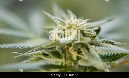 gros plan de la marihuana remplie de trichhome cbd thc bourgeon floraison avant la récolte de la fleur de cannabis Banque D'Images