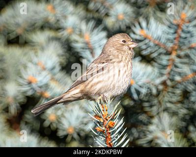 Une belle maison femelle Finch perche à la pointe d'une branche d'épicéa tout en arpentant le jardin du Colorado environnant. Banque D'Images