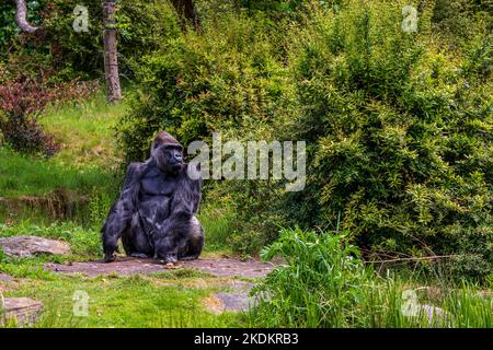 Gorilla dans le Parc des singes d'Apenheul aux pays-Bas Banque D'Images