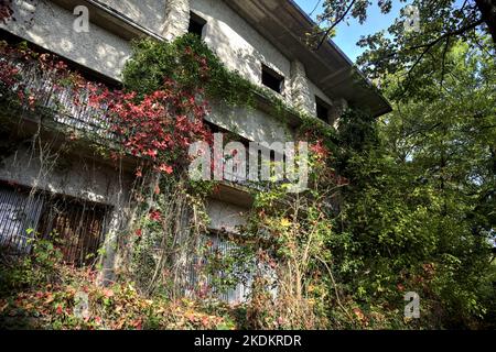 Façade d'un bâtiment abandonné dans une forêt avec de l'ivy croissant sur un balcon Banque D'Images