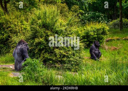 Gorilla dans le Parc des singes d'Apenheul aux pays-Bas Banque D'Images