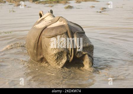 Rhinocéros indiens ou grands rhinocéros à une corée dans l'eau, (Rhinoceros unicornis), espèces en voie de disparition, Parc national du Kaziranga, Assam, Inde Banque D'Images