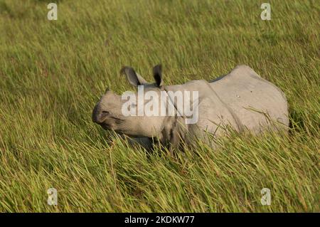 Rhinocéros indiens ou grands rhinocéros à une corée dans l'herbe à éléphant, (Rhinoceros unicornis), espèces en voie de disparition, Parc national du Kaziranga, Assam, Inde Banque D'Images