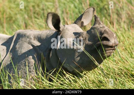 Rhinocéros indiens ou grands rhinocéros à une corée dans l'herbe à éléphant, (Rhinoceros unicornis), espèces en voie de disparition, Parc national du Kaziranga, Assam, Inde Banque D'Images