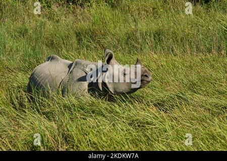 Rhinocéros indiens ou grands rhinocéros à une corée dans l'herbe à éléphant, (Rhinoceros unicornis), espèces en voie de disparition, Parc national du Kaziranga, Assam, Inde Banque D'Images