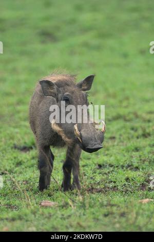 Savane warthog, Phacochoerus africanus, famille des Suidae, ordre des Artiodactyla, parc national de Masai Mara, Kenya, Afrique de l'est Banque D'Images