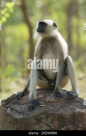 Hanuman Langur ou Common Langur (Semnopithecus entellus), parc national de Pench, Madhya Pradesh, Inde, Banque D'Images