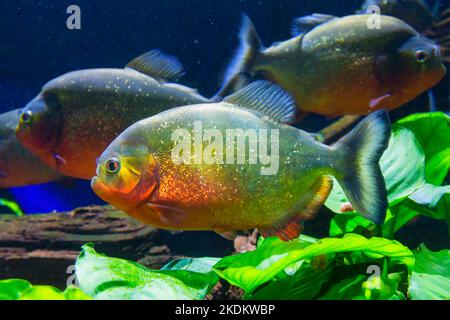 Piranha à ventre rouge ou Piranha rouge (Pygocentrus nattereri), Amazone, Brésil Banque D'Images