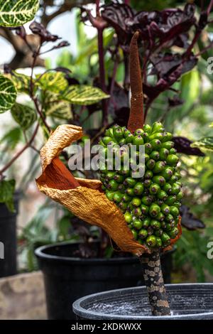 Fruits de Voodoo Lily (Amorphophallus bulbifer) Banque D'Images