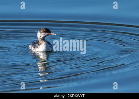 Grebe corné ou slave (Podiceps auritus) Banque D'Images