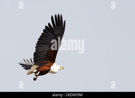Aigle à poissons africains volant, Haliaeetus vocifer en vol, parc national de Chobe, Botswana Afrique. Faune africaine. Banque D'Images