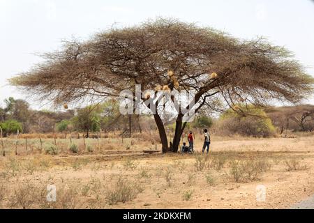 Paysage africain; personnes se reposant à l'ombre d'un acacia, scène à Kasane, Botswana Afrique Banque D'Images