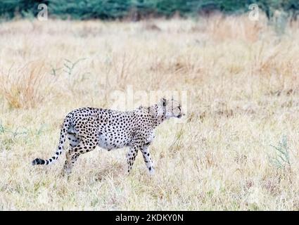 Cheetah Africa ; guépard mâle adulte sauvage debout dans les prairies, Acinonyx jubatus, parc national de Chobe, Botswana Africa. Animal en voie de disparition. Grande Cat Banque D'Images