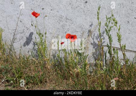 Klatsch-Mohn, Klatschmohn, an einer Häuserfassade, Mohnblume, Klatschrose, Mohn, rhoeas de paver, coquelicot, coquelicot, coquelicot commun, Rose de maïs, FLA Banque D'Images