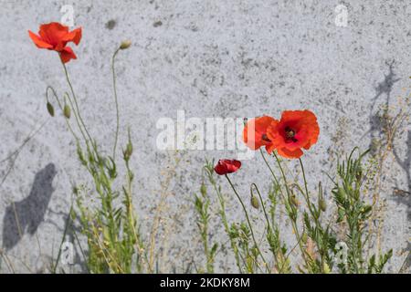 Klatsch-Mohn, Klatschmohn, an einer Häuserfassade, Mohnblume, Klatschrose, Mohn, rhoeas de paver, coquelicot, coquelicot, coquelicot commun, Rose de maïs, FLA Banque D'Images