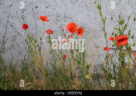 Klatsch-Mohn, Klatschmohn, an einer Häuserfassade, Mohnblume, Klatschrose, Mohn, rhoeas de paver, coquelicot, coquelicot, coquelicot commun, Rose de maïs, FLA Banque D'Images