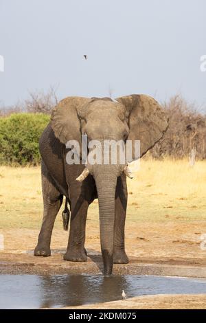Un éléphant d'Afrique, Loxodonta Africana, vue de face, boire dans un trou d'eau, Savuti, parc national de Chobe Botswana Afrique Banque D'Images